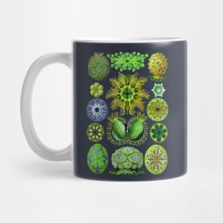 Ernst Haeckel Ascidiae Sea Squirts Green Mug